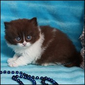 British Shorthair Kittens
