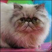 Burton's Persians