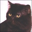 CatzR4me Persians