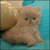 CatzR4me Persians