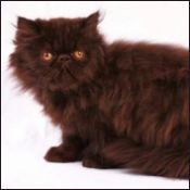 Chocolate Diamond Kittens