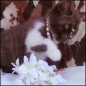 Chocolate Diamond Kittens