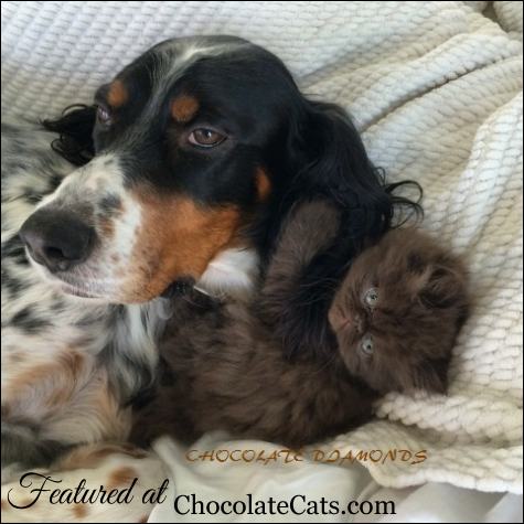 Chocolate Diamonds Cattery