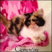 Comical-Catz