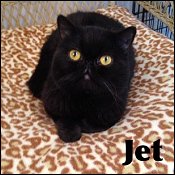 Comical-Catz