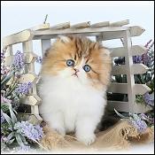 Dollface Persian Kittens