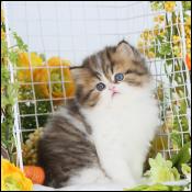 Dollface Persian Kittens