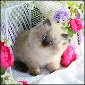 Dollface Persian Kittens