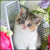 Dollface Persian Kittens