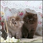 Doll Face Persian Kittens