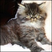Dunnn Kittens