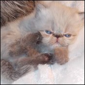 Dunnn Kittens