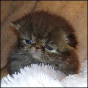 Dunnn Kittens