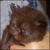Dunnn Kittens