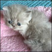 Kitten Candy Pesians