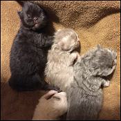 Kitten Candy Pesians