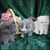 Kittytales Cattery