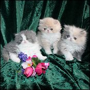 Kittytales Cattery