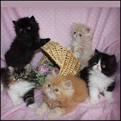 Kittytales Cattery