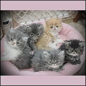 Kittytales Cattery