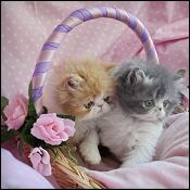 Kittytales Cattery