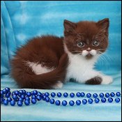 Minuet Kittens