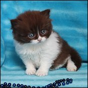Minuet Kittens