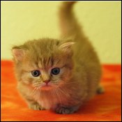 Minuet Kittens