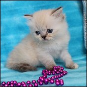 Minuet Kittens