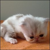Pinkatz Cattery
