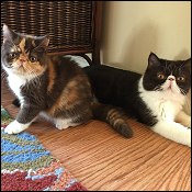 Pinkatz Cattery