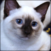 Siamese Royalty