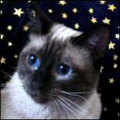 Siamese Royalty
