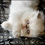 Sullivanblu Cattery