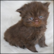 Sullivanblu Cattery