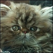 Zazzles Persians