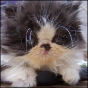 Zazzles Persians