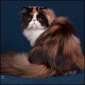 Zazzles Persians