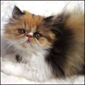 Zazzles Persians