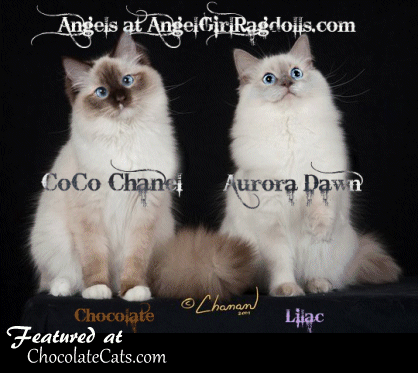 Angel Girls Ragdolls