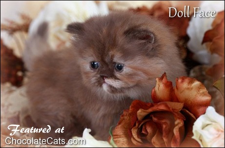 Doll Face Persian Kittens