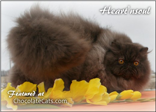 Heart'nsoul Persians