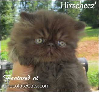Hirscheez Kittens