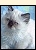 Chocolate lilac kittens for sale listings
