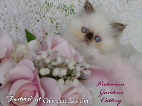 Victorian Gardens Cattery