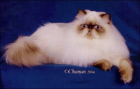 GC DARLING PURS CAMELOT