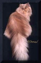 GC Fur Pleasure's Lucky, DM 