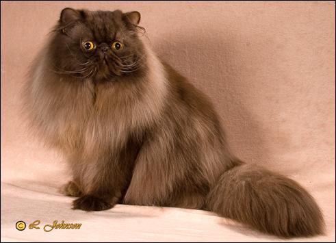 GC PatsQuats Kahlua (Chumley) Chocolate Persian