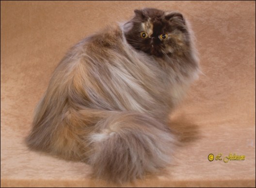 GC PatsQuats Dreamers Chance of EMGems