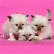 ANGELGIRL Ragdolls